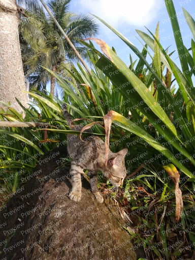 cat