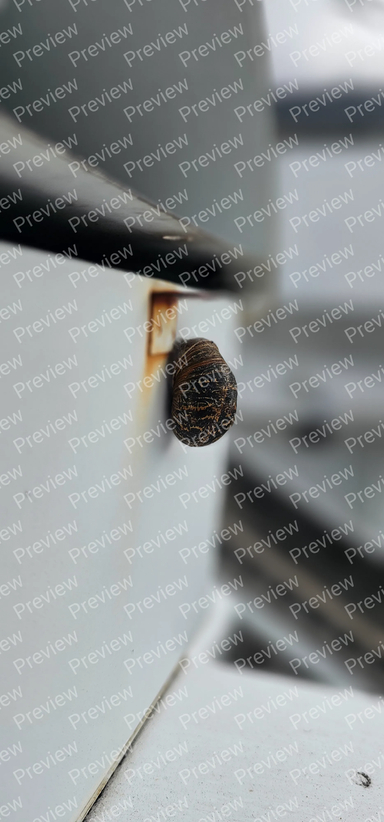 snail