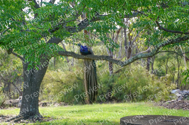 peacock