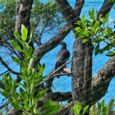bird
